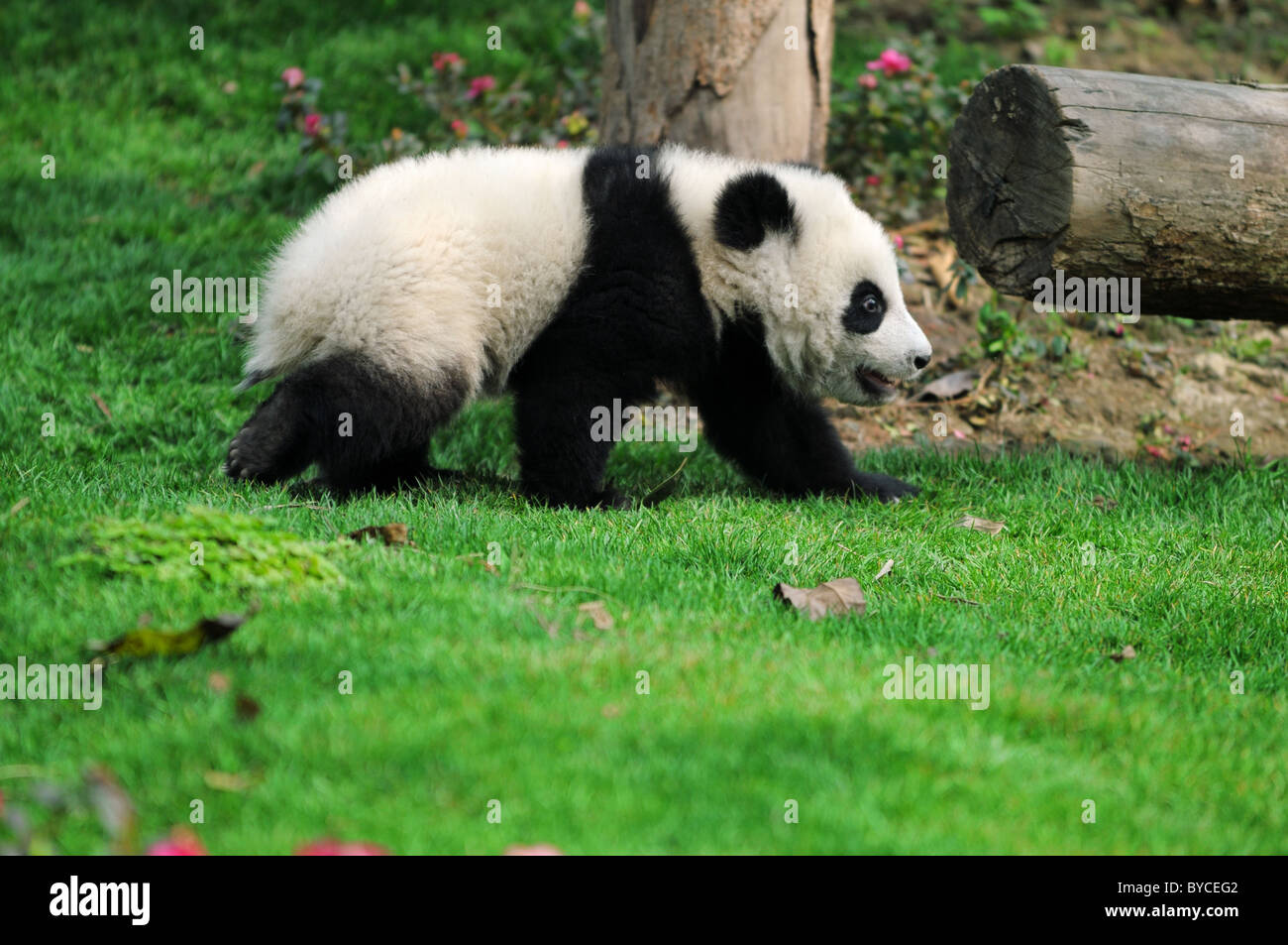 walk panda Stock Photo