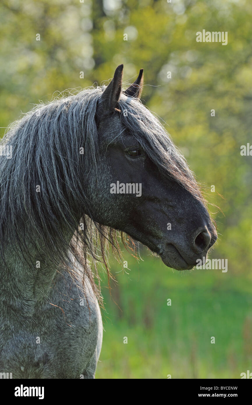 Noriker Horse (Equus ferus caballus), portrait of a stallion. Stock Photo