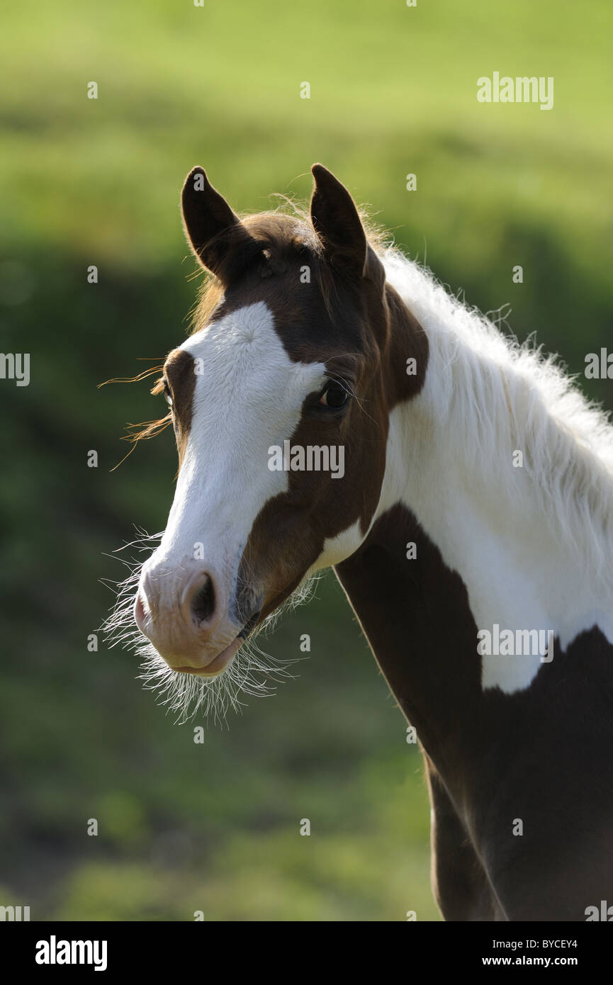 Paint Horse (Equus ferus caballus), portrait. Stock Photo