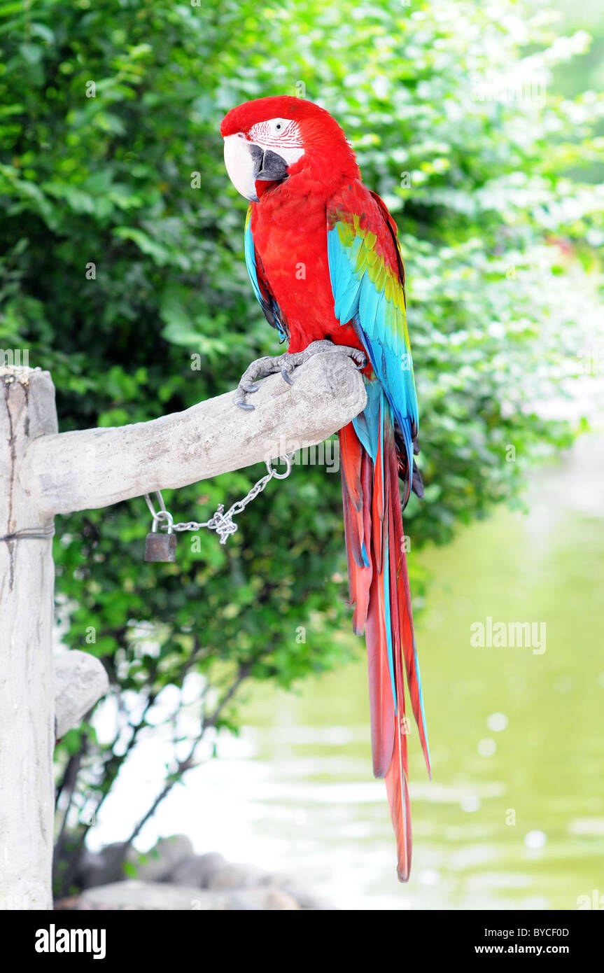 Green Wings Macaw Stock Photo