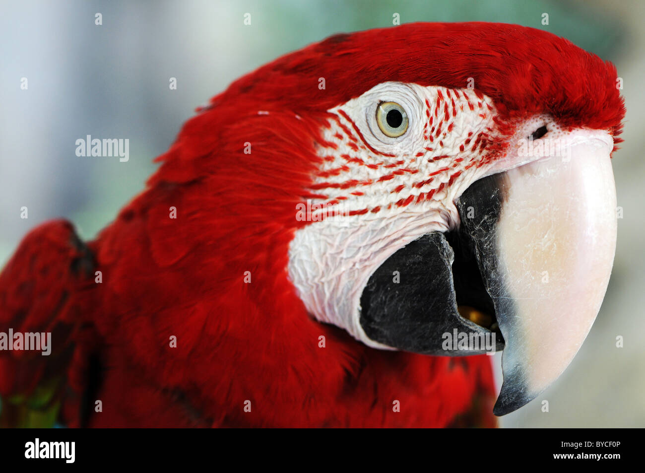 Green Wings Macaw Stock Photo