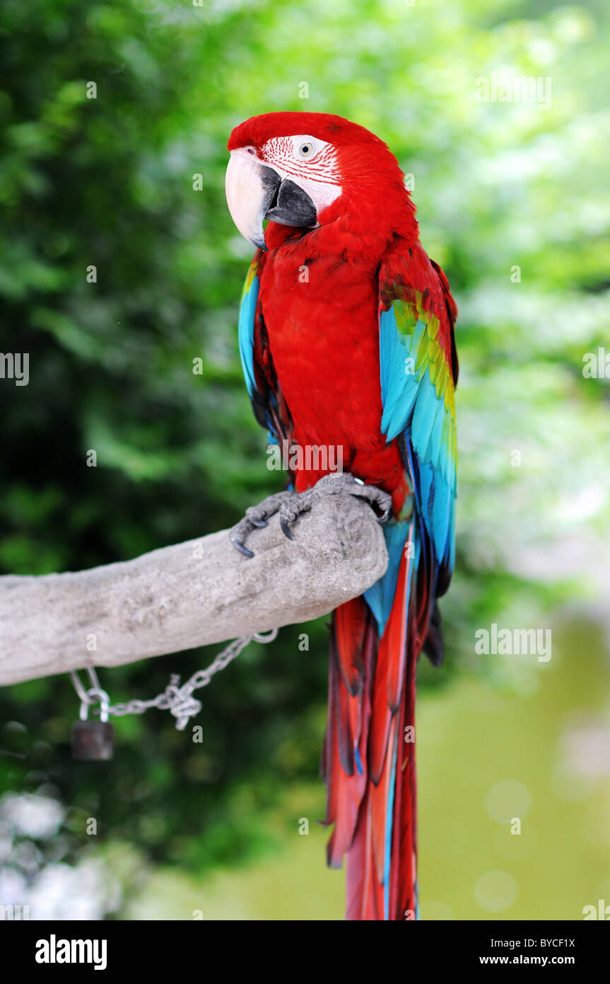 Green Wings Macaw Stock Photo