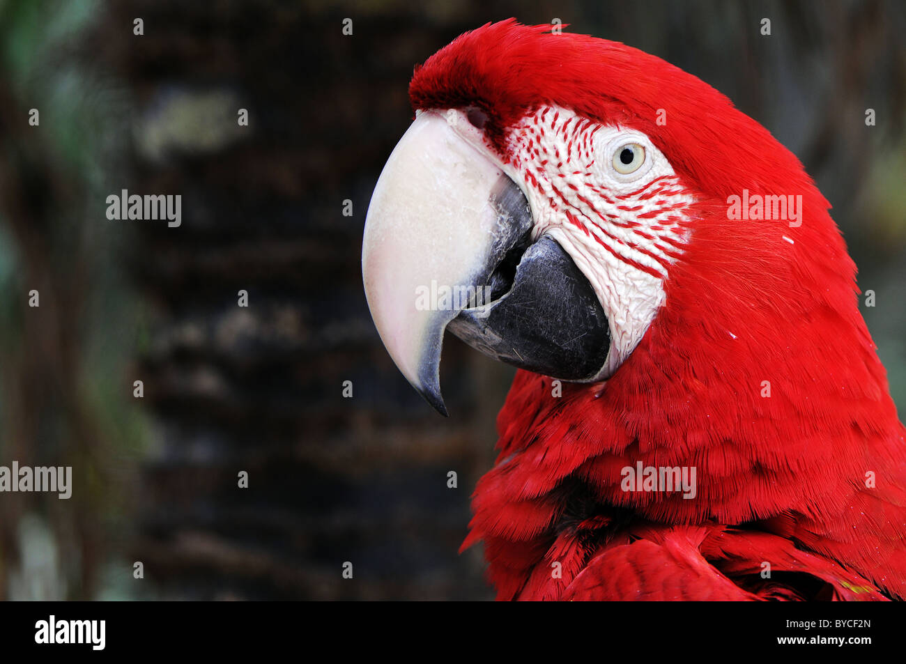 parrot Stock Photo