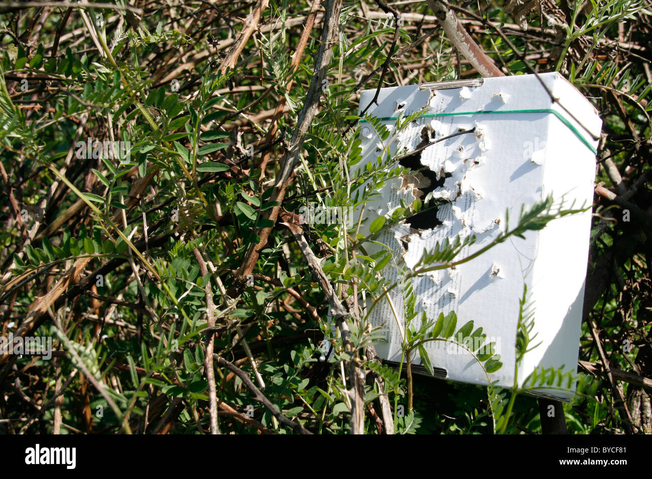 cardboard box used for target shooting practice on tree in countryside
