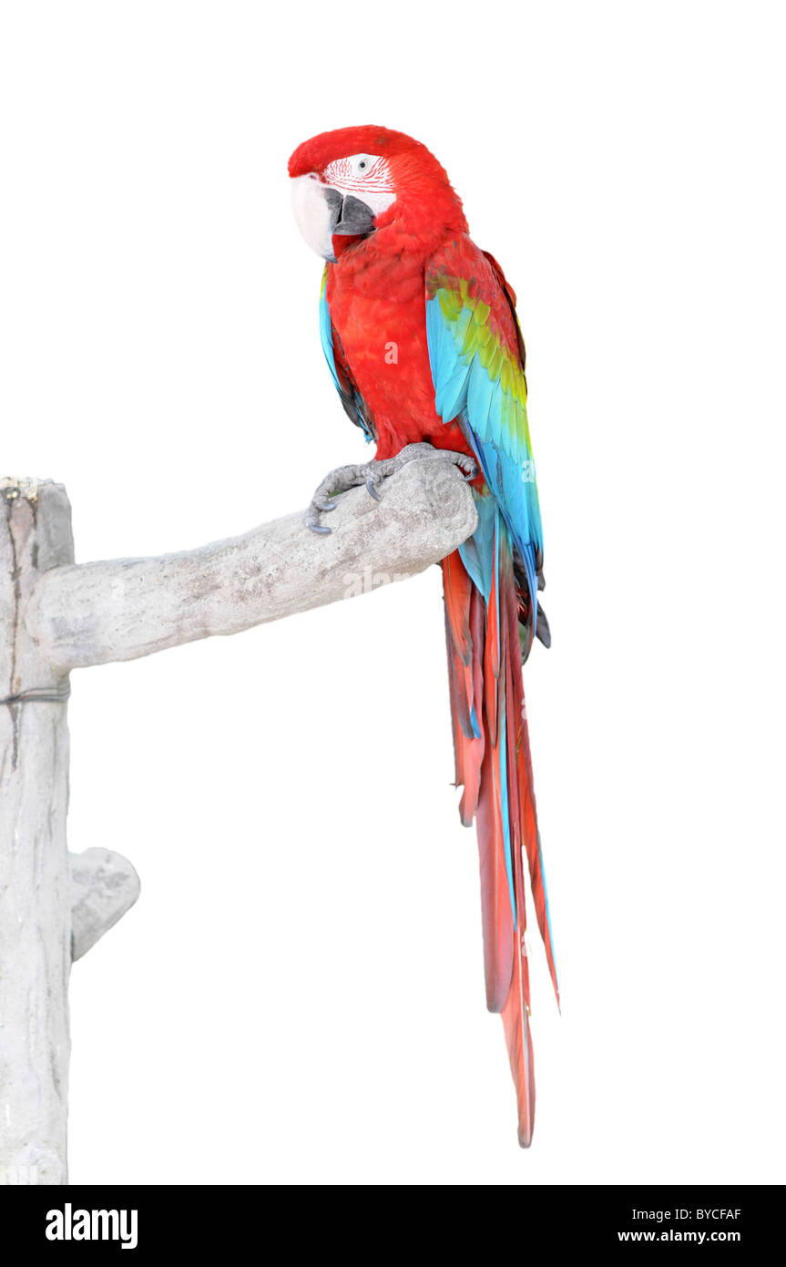 Green Wings Macaw with clipping path Stock Photo