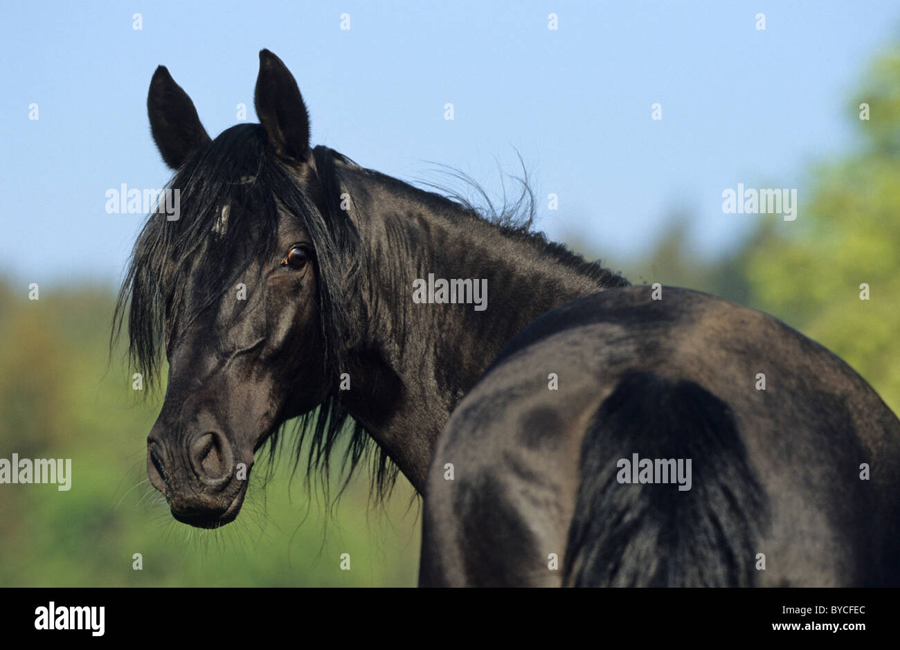 rocky mountain horse stallion