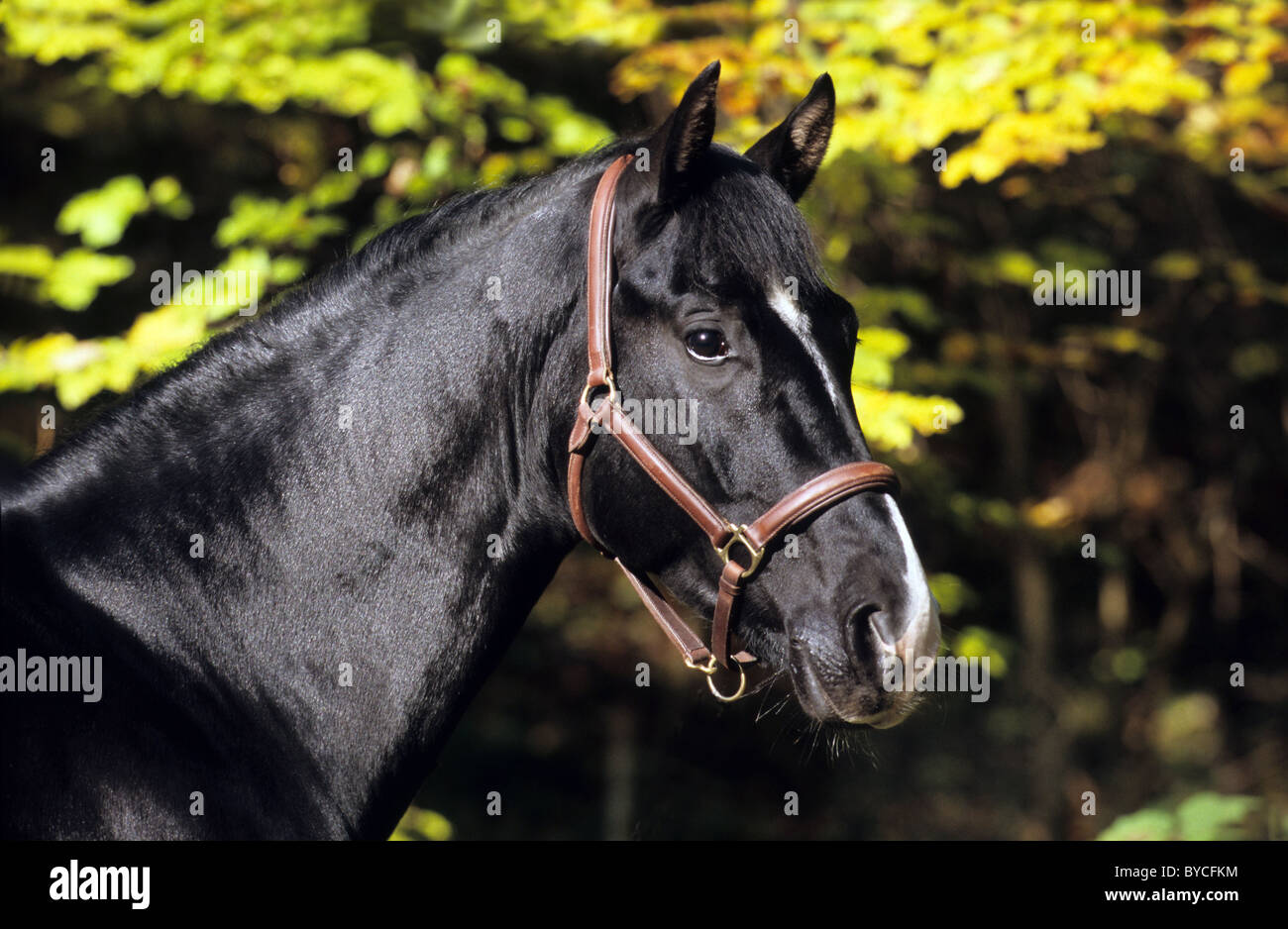 Trakehner (Equus ferus caballus), portrait of a stallion. Stock Photo