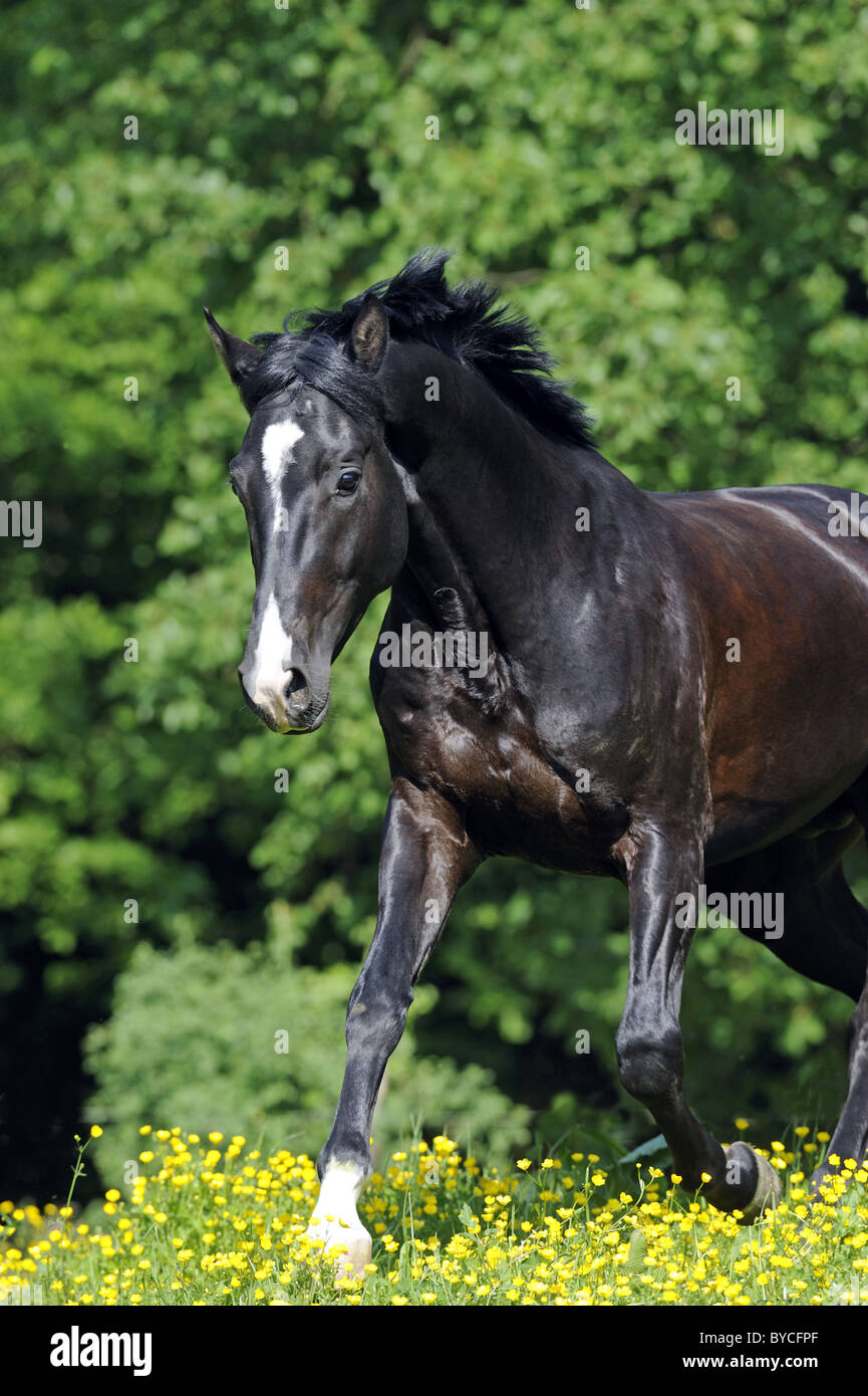 Trakehner (Equus ferus caballus). Black stallion in a gallop on a meadow. Stock Photo