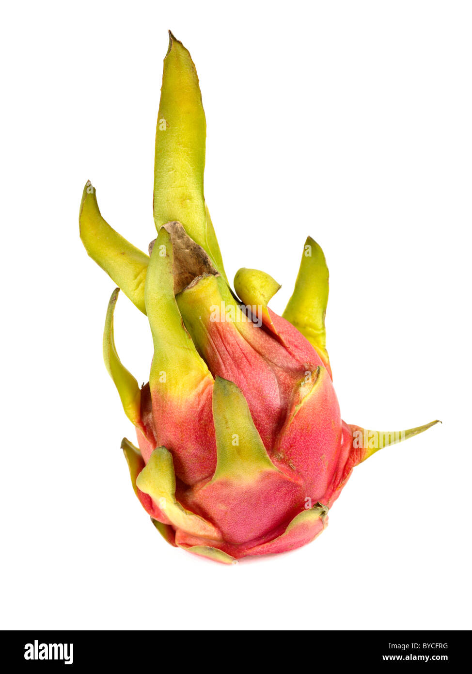 Fresh Ripe Single Dragon Fruit Originating From The Americas And Full Of Nutrients Against A White Background With No People And Copy Space Stock Photo