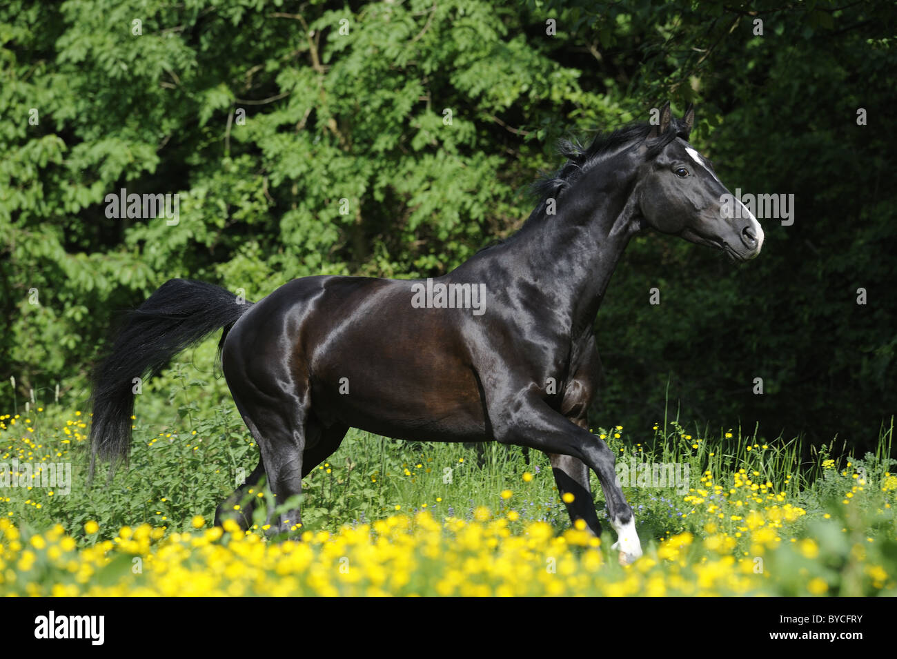 Trakehner (Equus ferus caballus). Black stallion in a gallop on a meadow. Stock Photo