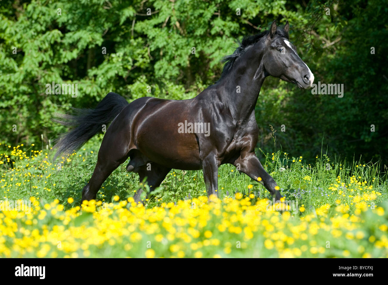 Trakehner (Equus ferus caballus). Black stallion in a gallop on a meadow. Stock Photo