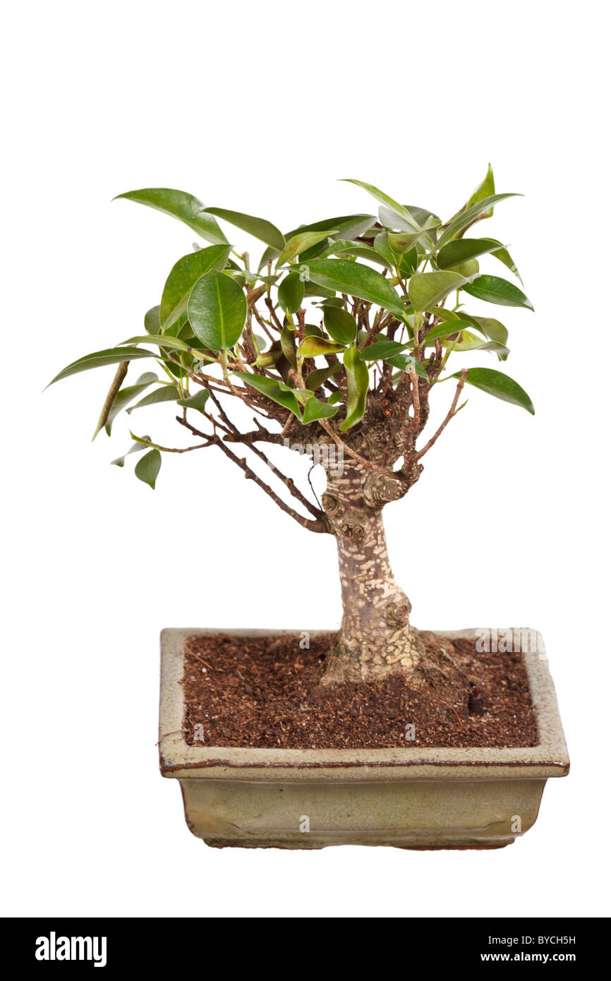 bonsai tree in a pot isolated on white background Stock Photo - Alamy