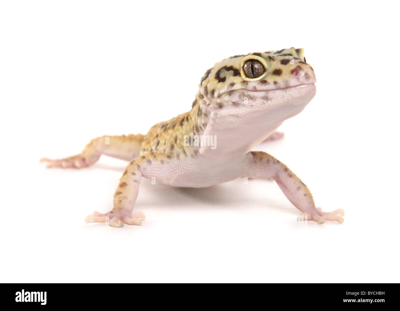 Leopard Gecko Eublepharis macularius Portrait in a studio Stock Photo