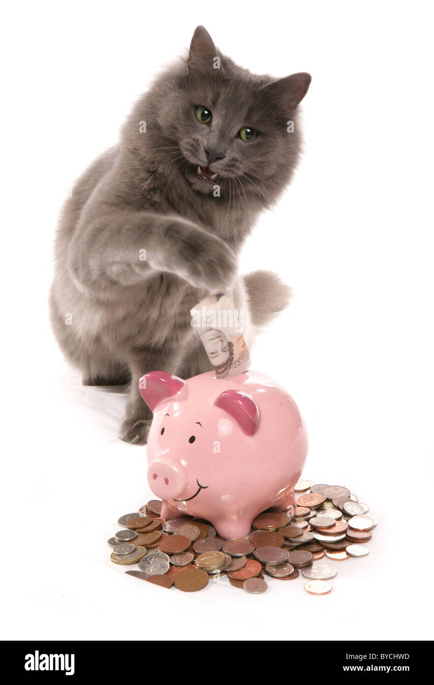 cat with money box portrait studio Stock Photo