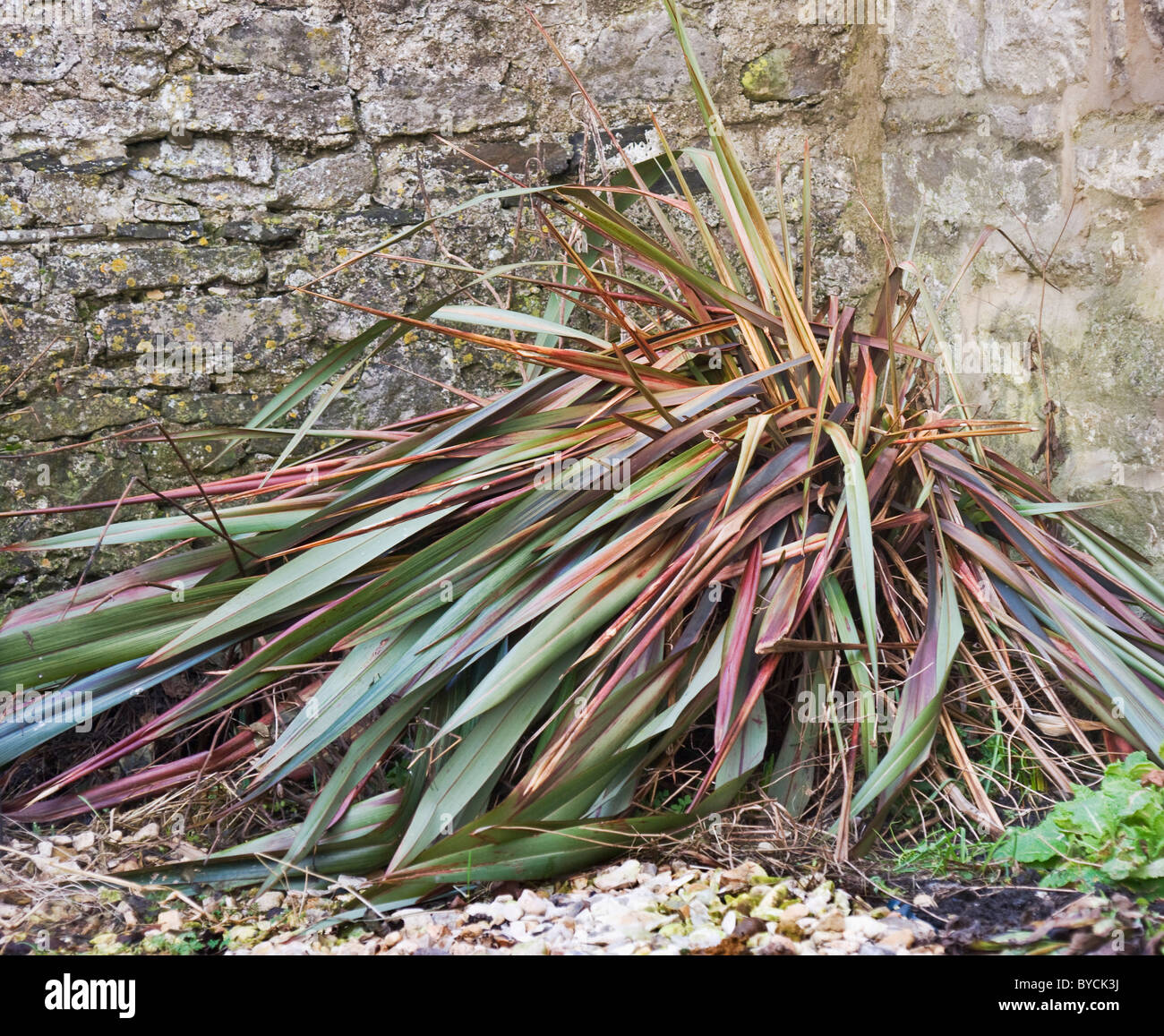 A sad looking phormium plant in need of attention after a hard winter. Stock Photo