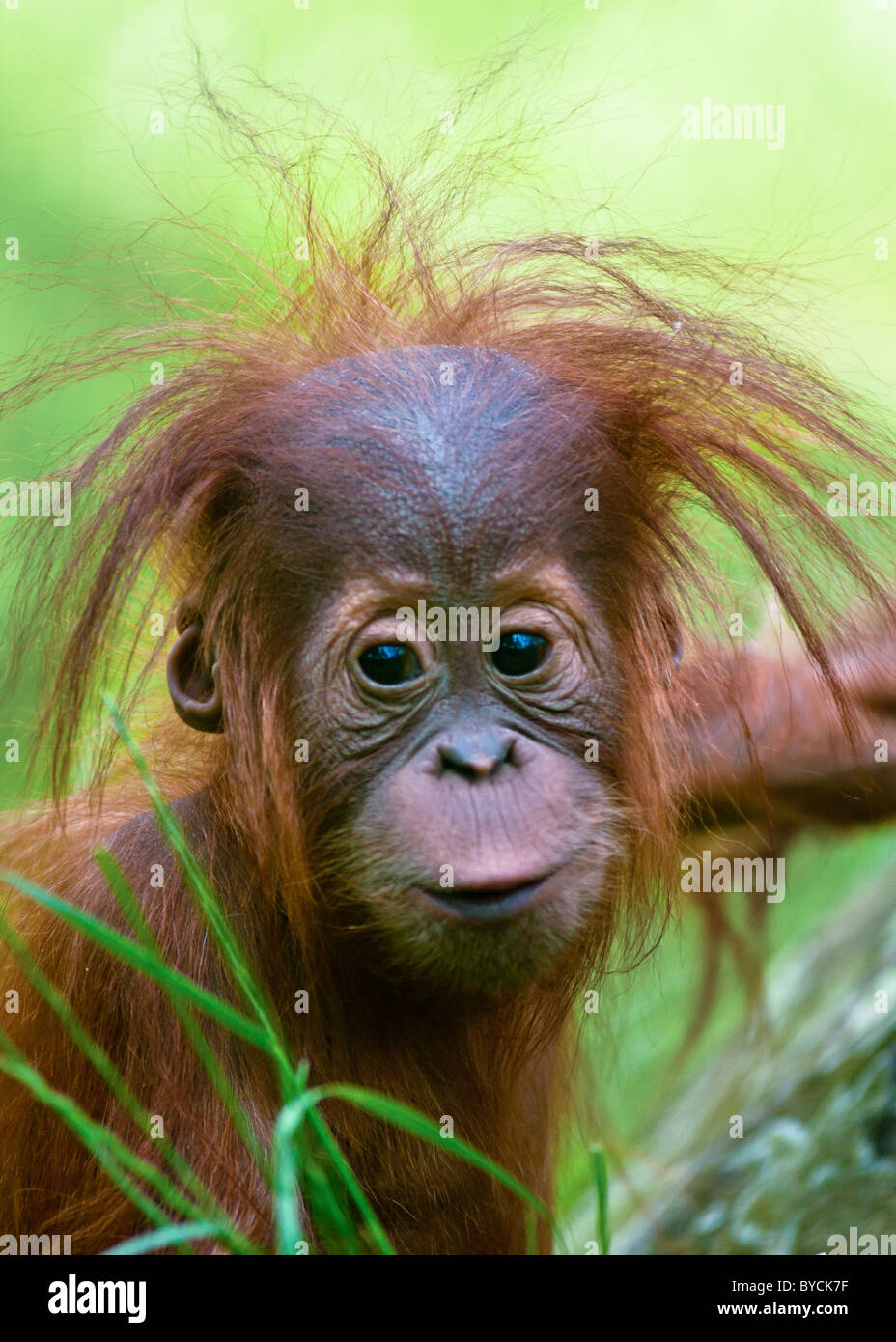 Cute baby Orangutan (Pongo pygmaeus) up close with eye contact. Stock Photo