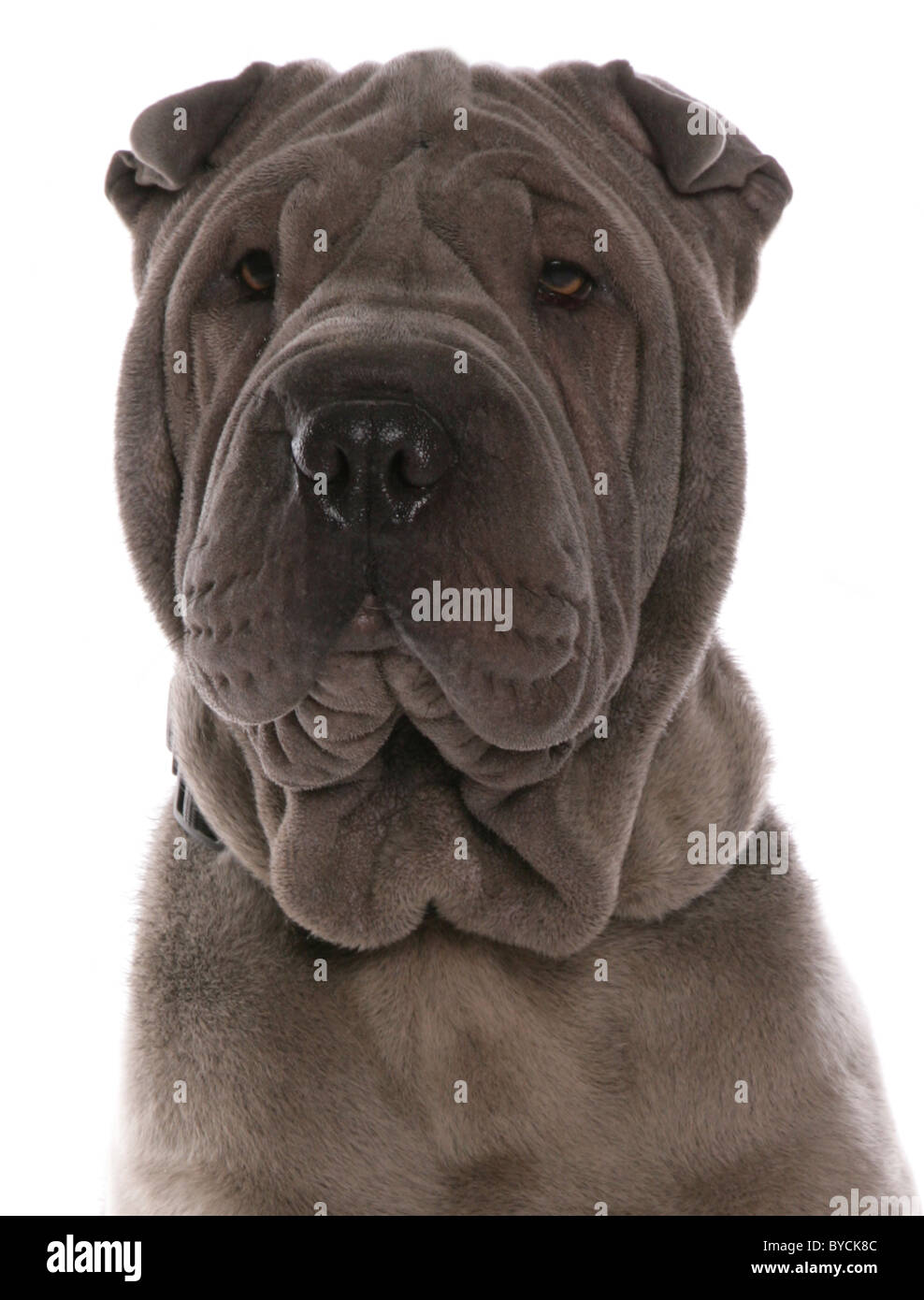 blue shar-pei dog studio portrait Head shot Studio Stock Photo