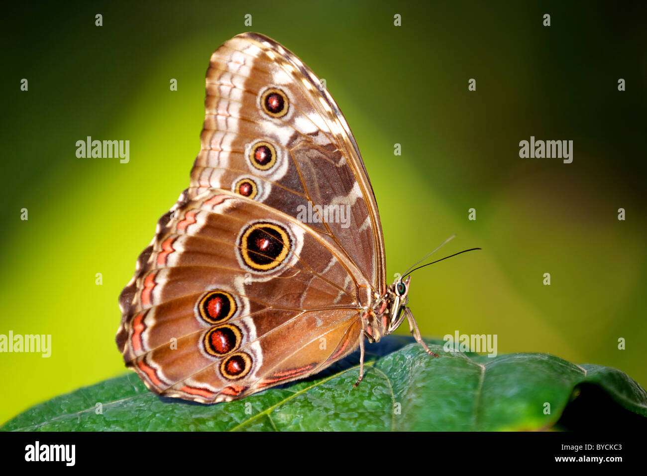 A Blue morpho butterfly with its wings closed Stock Photo Alamy
