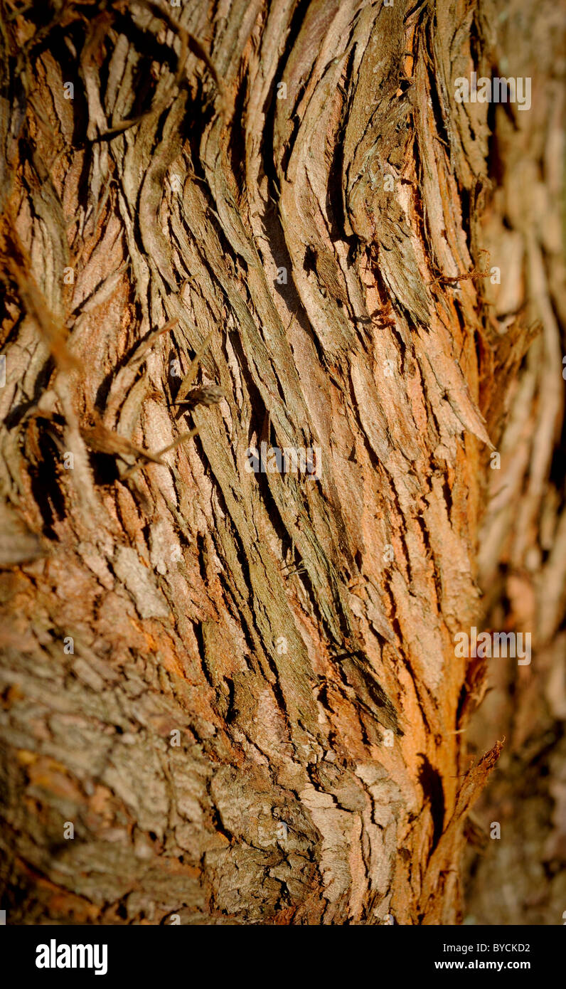 The Bark Of A Dawn Redwood Tree Growing In East Sussex, Uk Stock Photo 