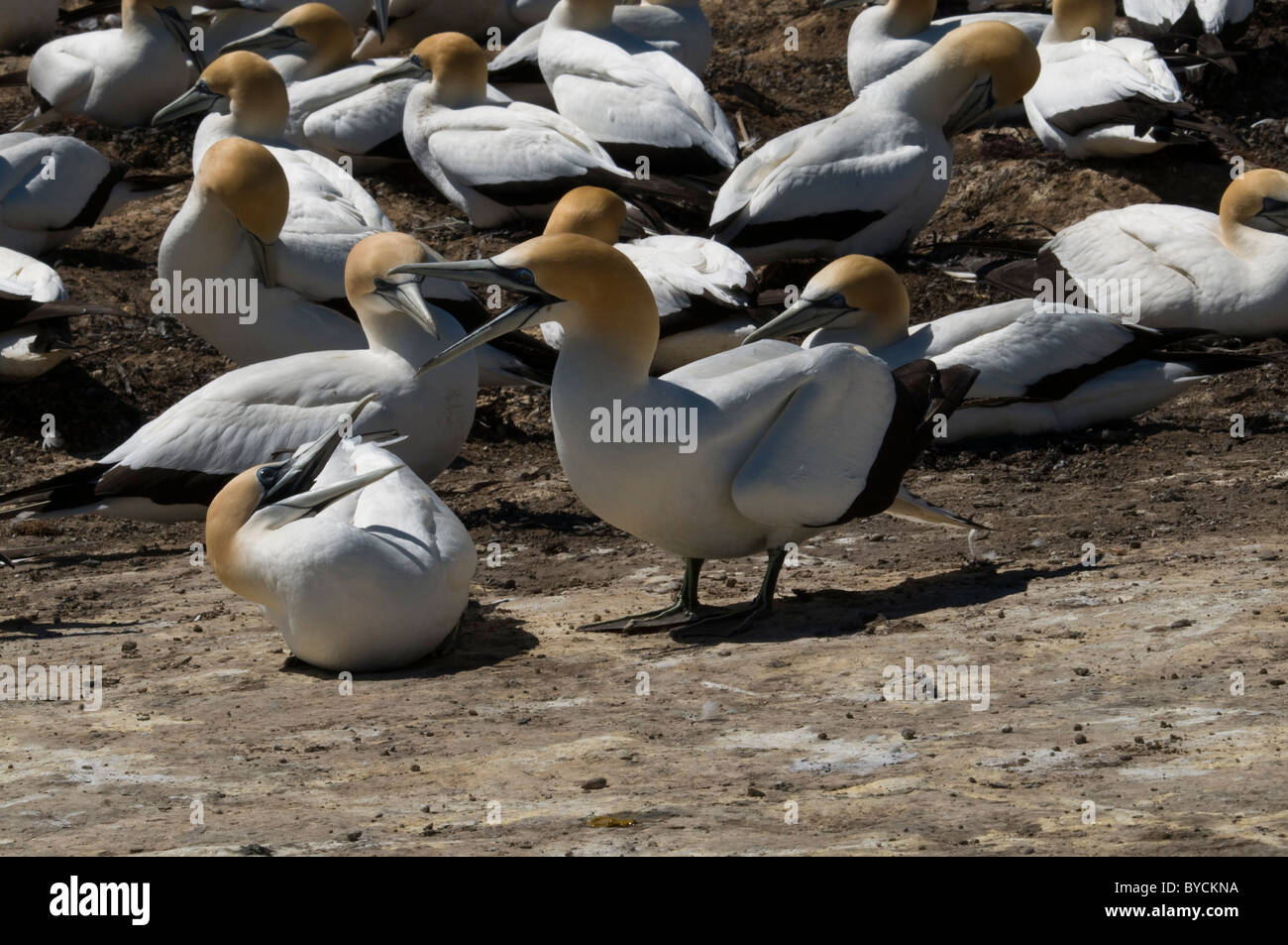 Australasian Gannets are nesting in a large colony at Cape Kidnappers near Napier in New Zealand  Australische Tölpel in Kolonie Stock Photo
