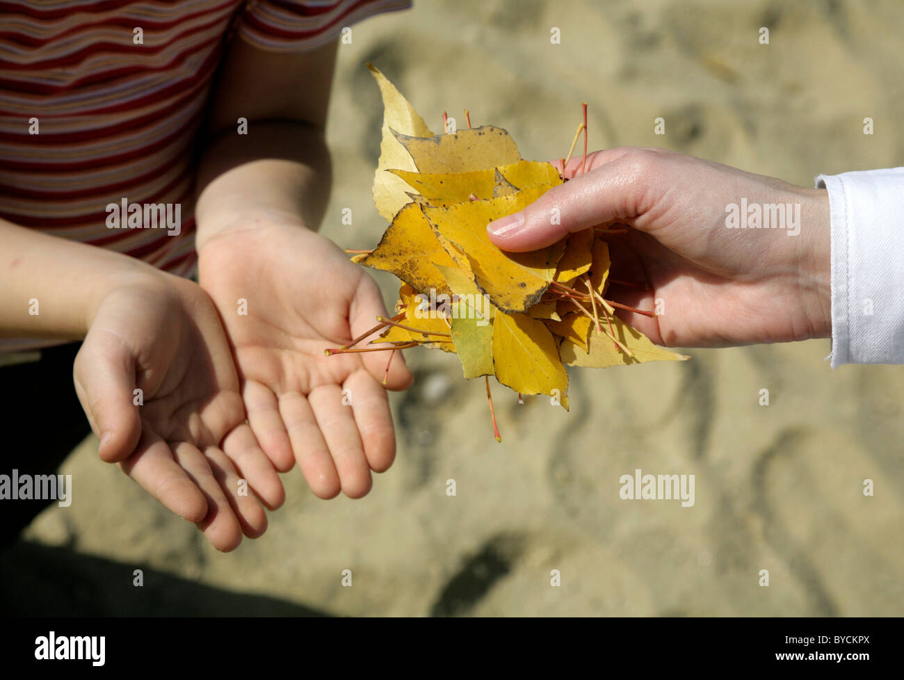 hands of mother and child with the autumn leafs Stock Photo