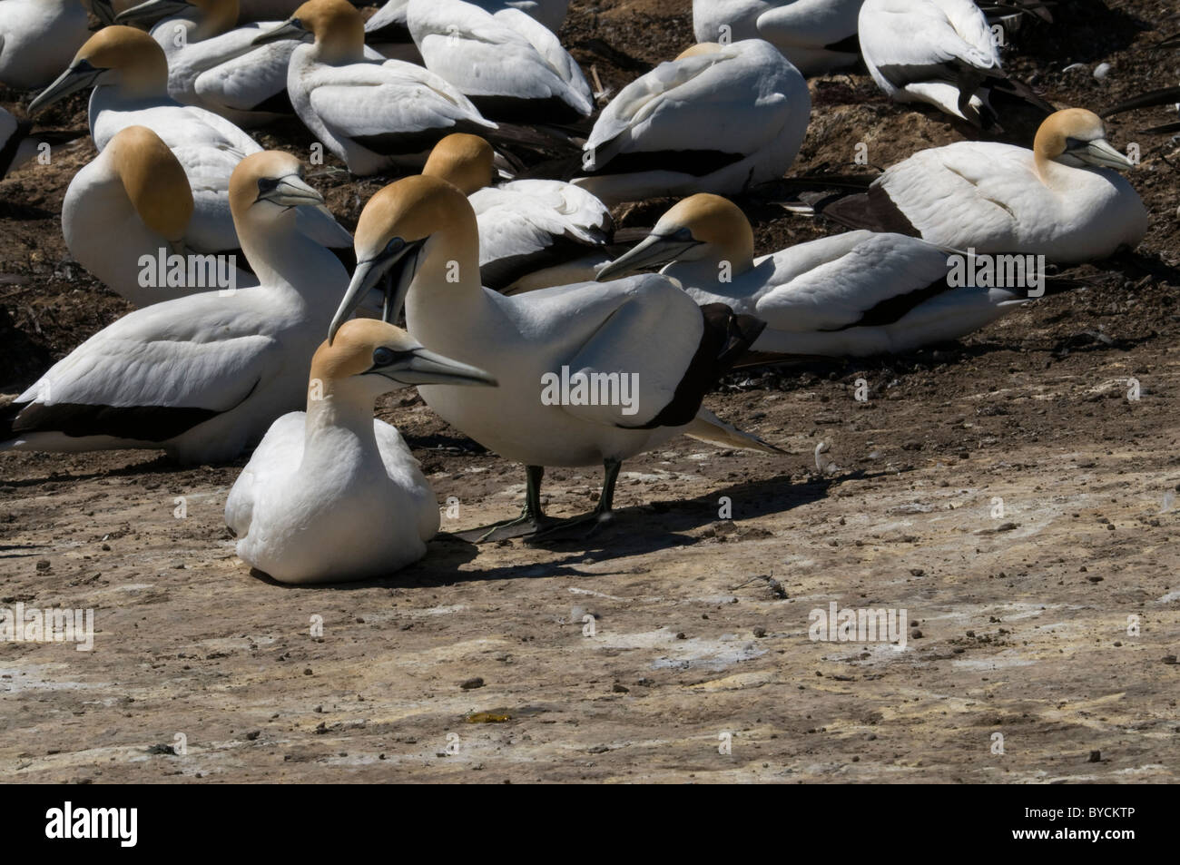 Australasian Gannets are nesting in a large colony at Cape Kidnappers near Napier in New Zealand  Australische Tölpel in Kolonie Stock Photo