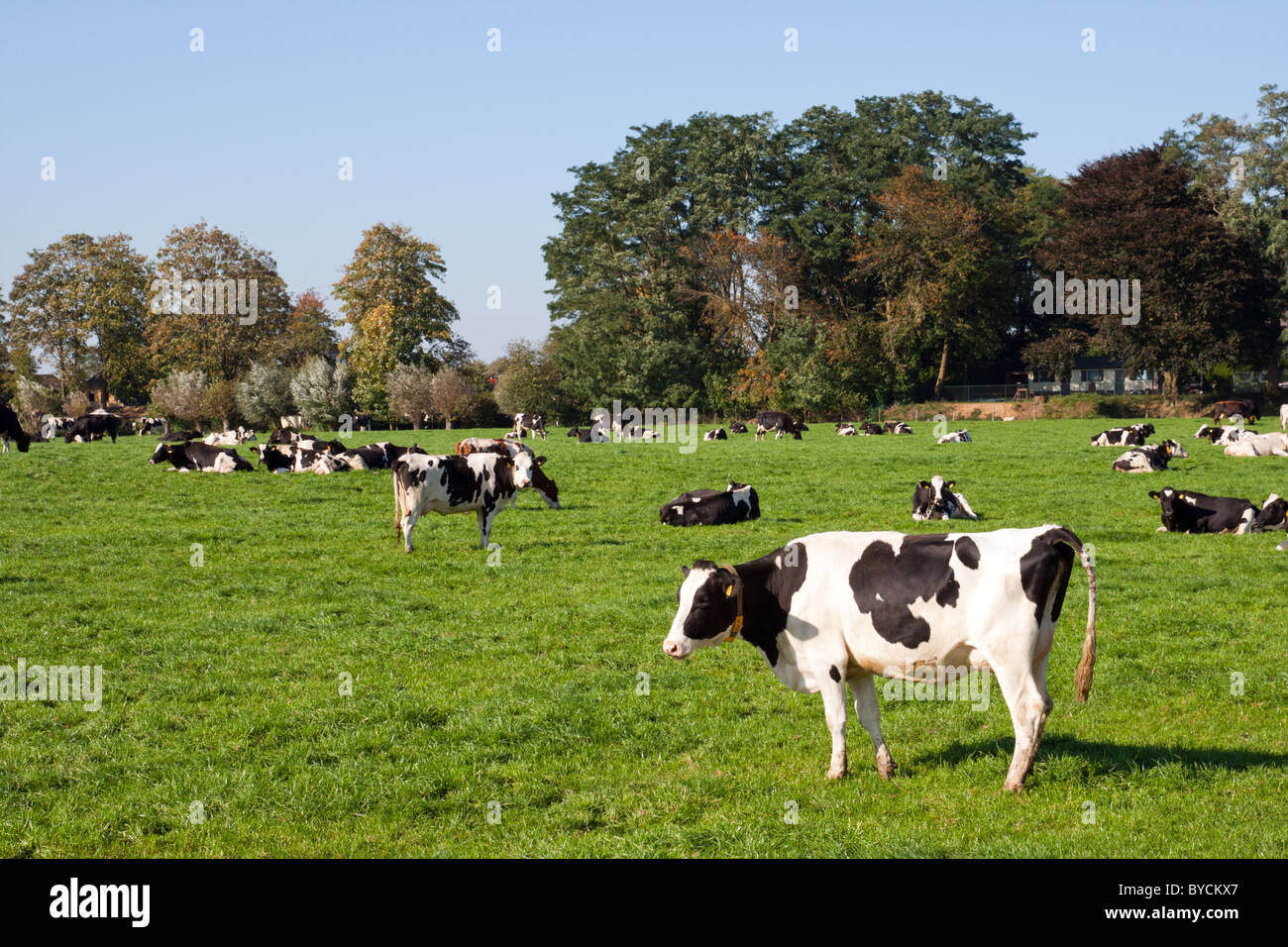 Black and white cows on a farmland Stock Photo