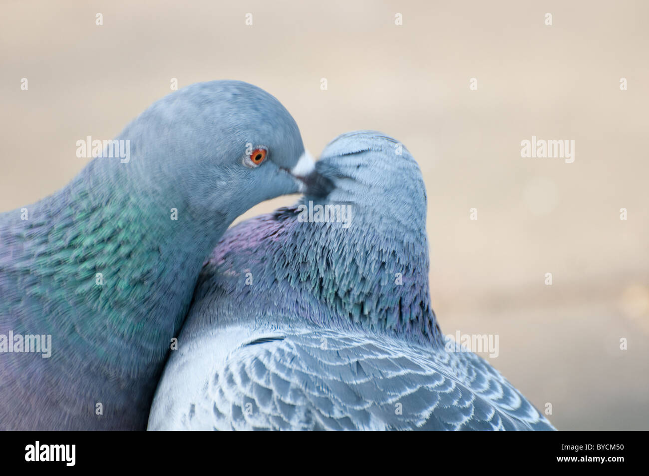 Feral Pigeon / Rock dove (Columba livia) Stock Photo