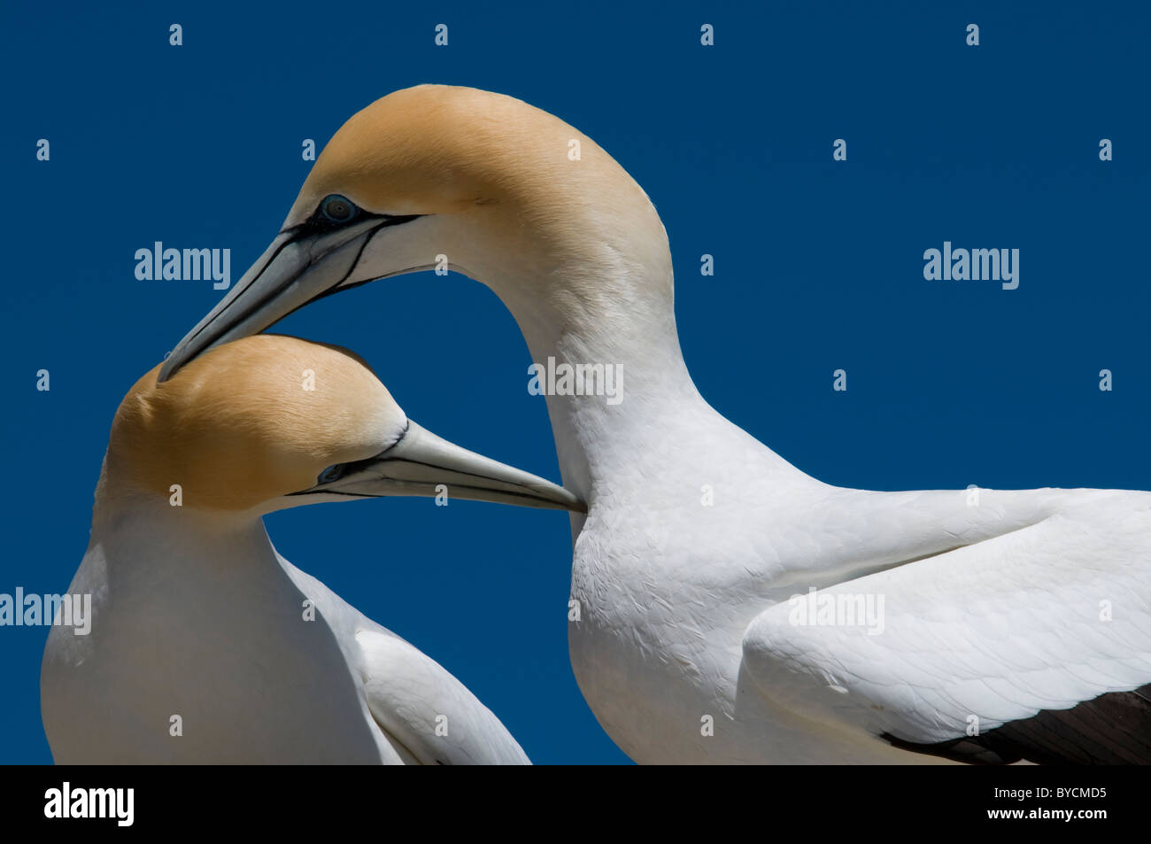 Australasian Gannets are nesting in a large colony at Cape Kidnappers near Napier in New Zealand  Australische Tölpel in Kolonie Stock Photo