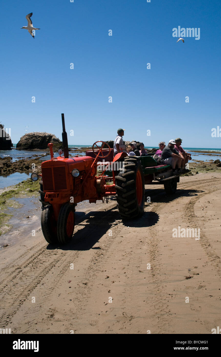 Birders travel on the trailer of a tractor to a gannet colony on top of Cape Kidnappers in New Zealand Stock Photo