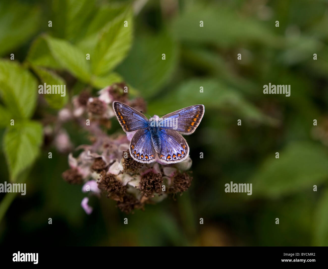 Large Common Blue female Butterfly, Polyommatus Icarus. Stock Photo
