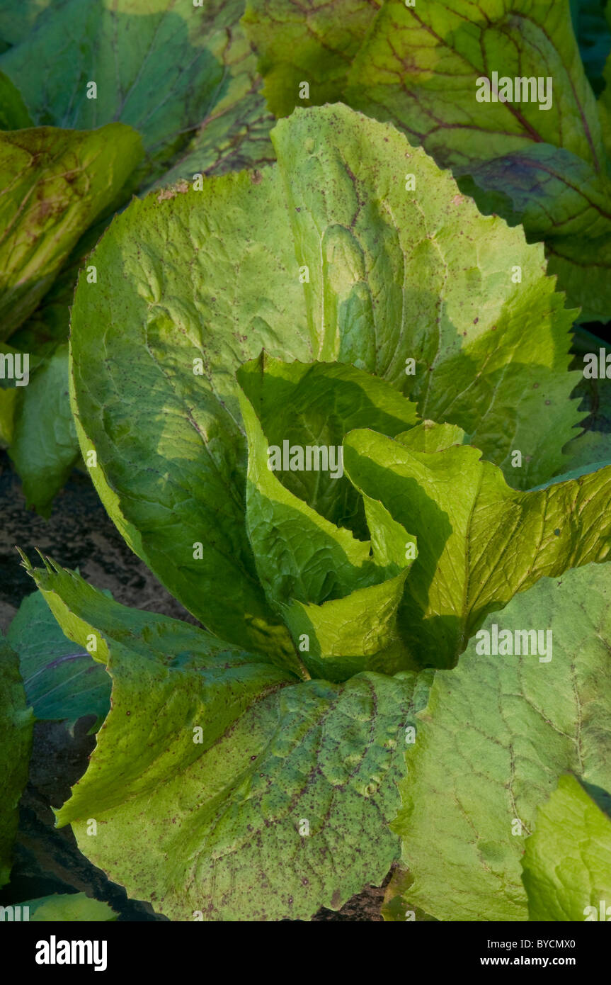 field of chicory,organic farming Stock Photo