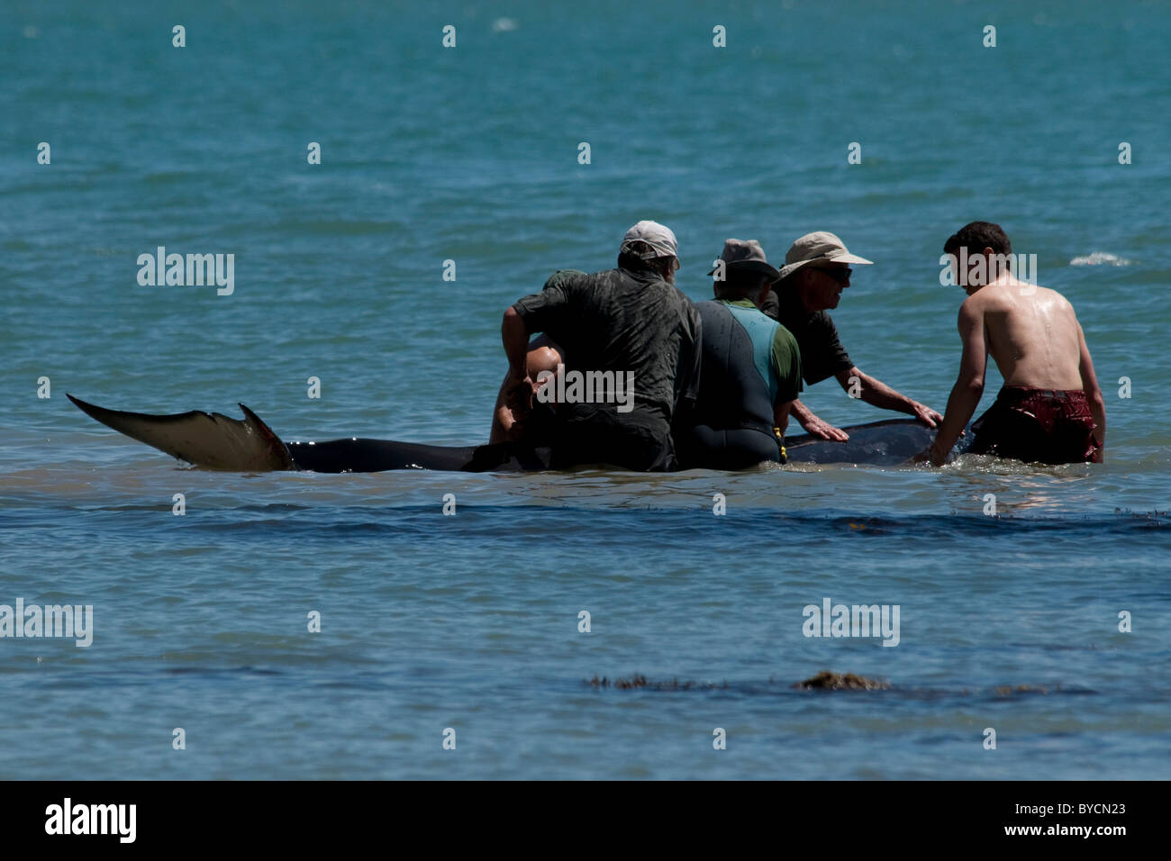 Minke whale rescue hi-res stock photography and images - Alamy
