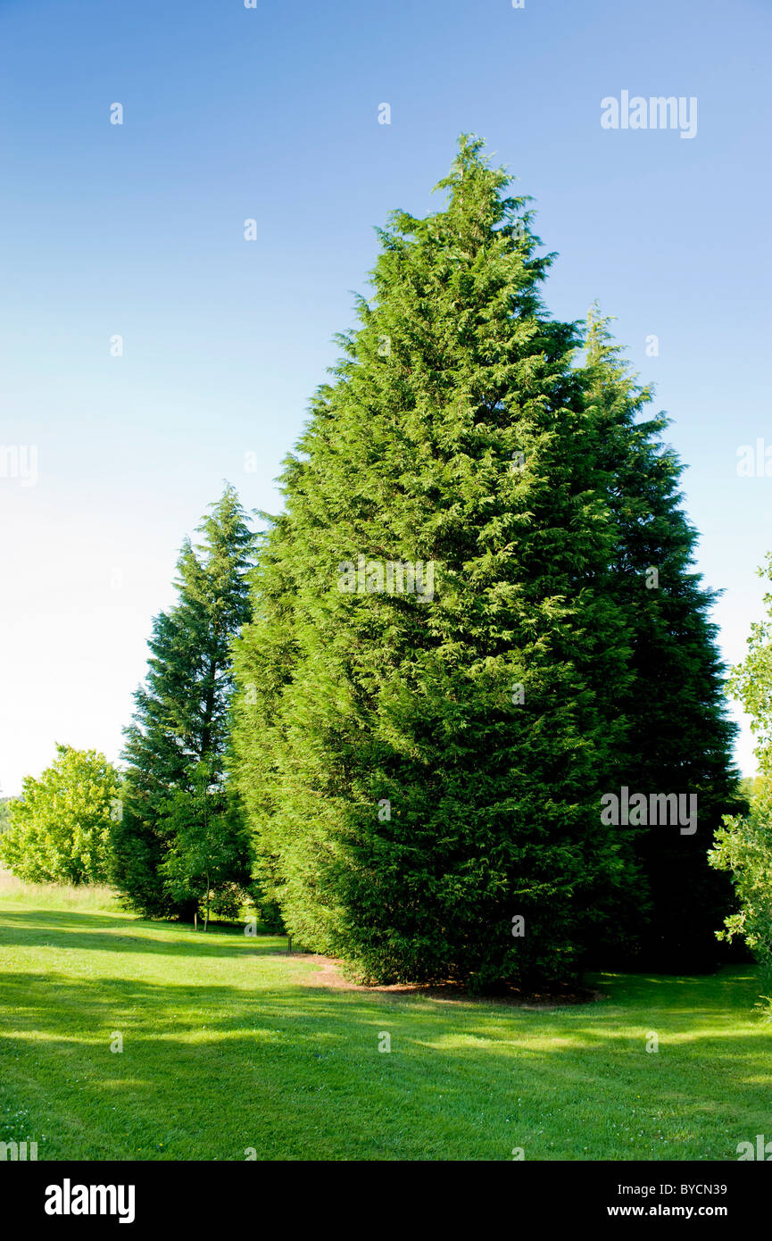 Leylandii trees at Castle Howard Arboretum, North Yorkshire Stock Photo