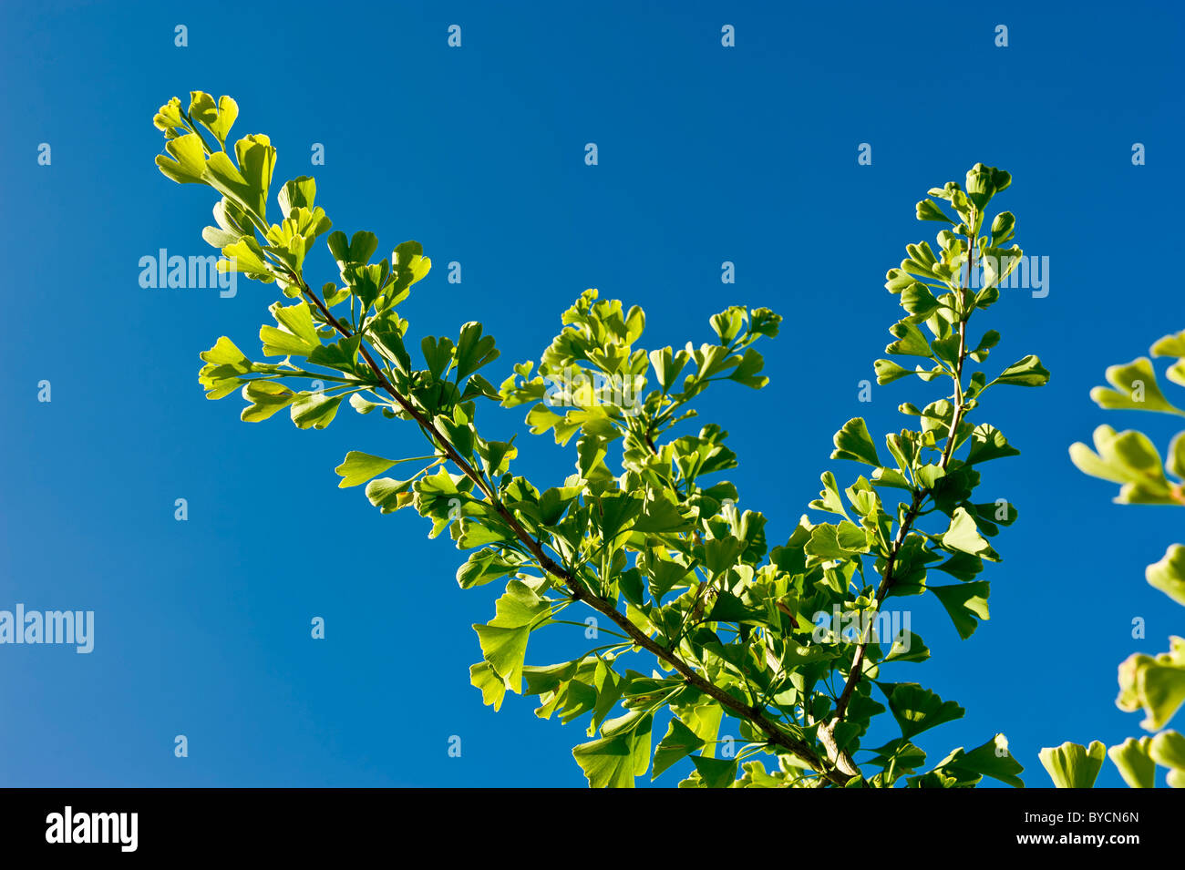 Backlit Ginkgo Biloba leaves seen against a clear blue sky. Stock Photo