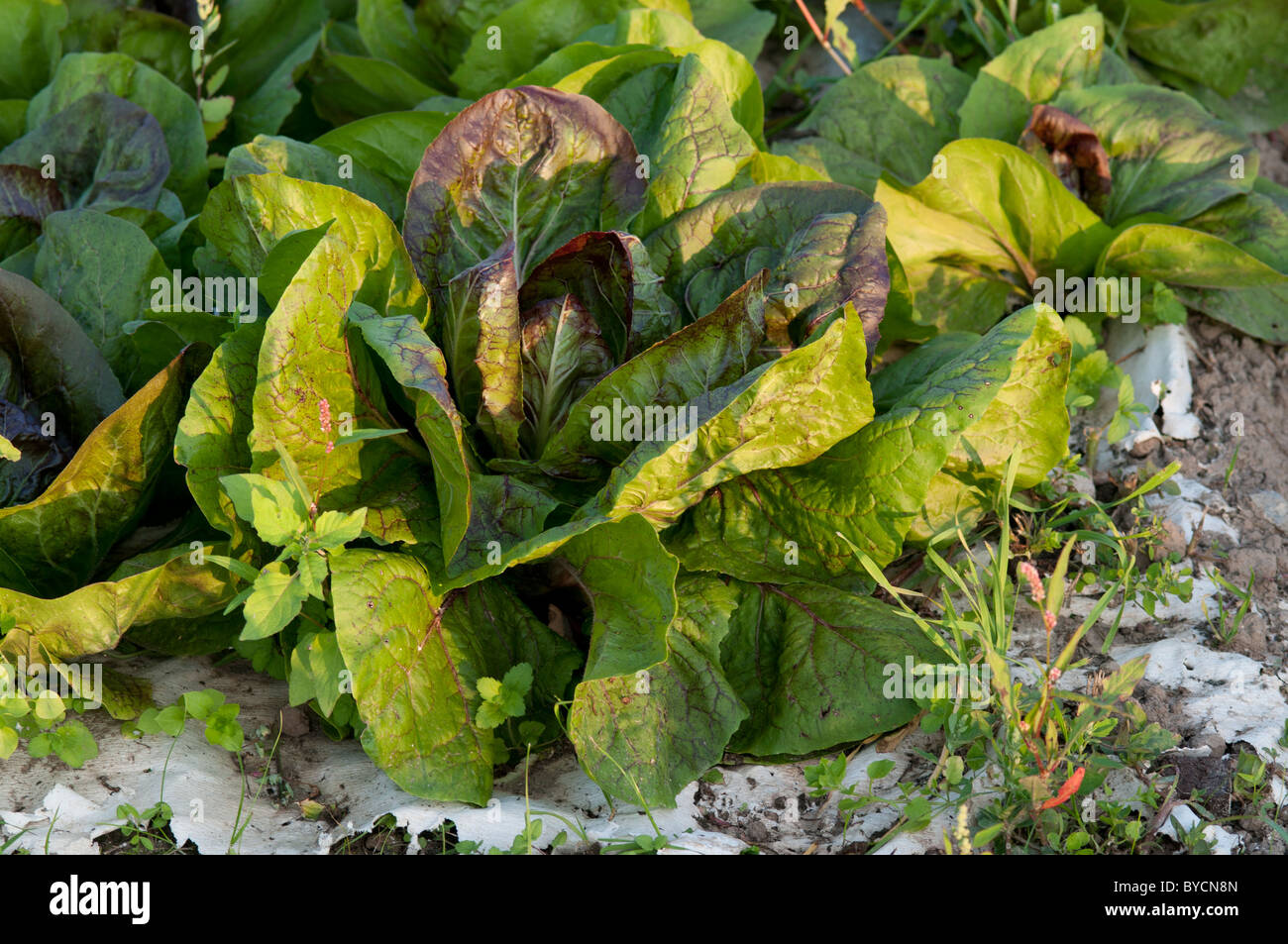 field of chicory,organic farming Stock Photo