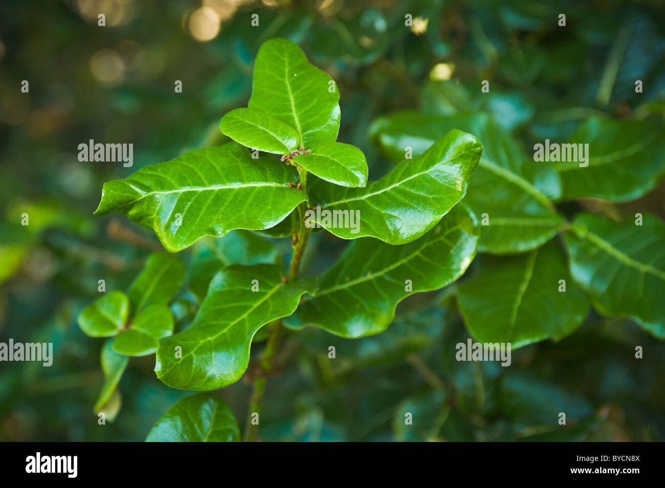 Closeup of the glossy, evergreen holm oak tree leaves Stock Photo