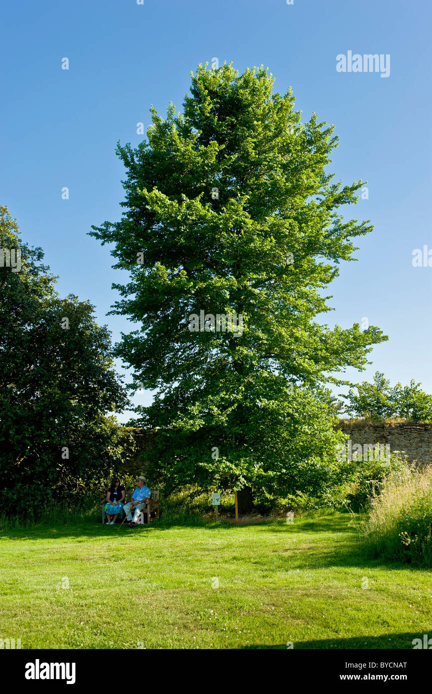 Couple sitting on a bench in the shadow of an Elm tree at the Yorkshire Arboretum, on a warm sunny day. Stock Photo