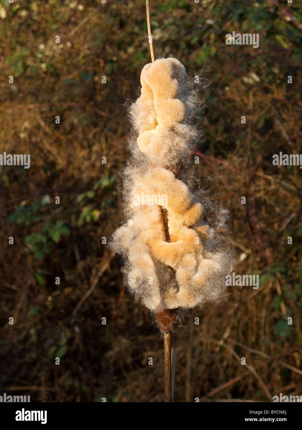 The head of a river reed sowing it's seed in the wind Stock Photo