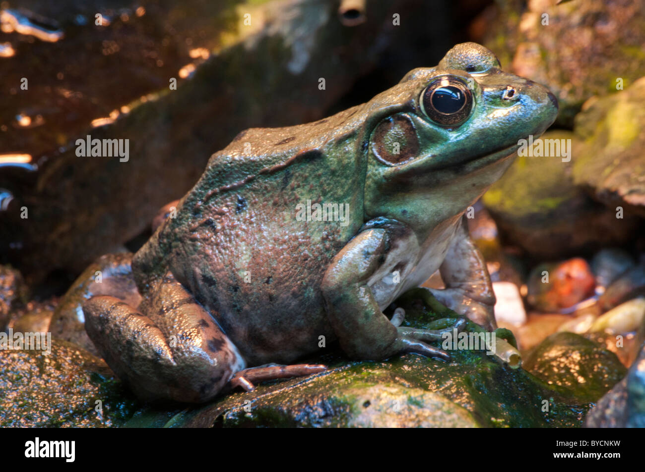 Close-up of a Green Frog Stock Photo