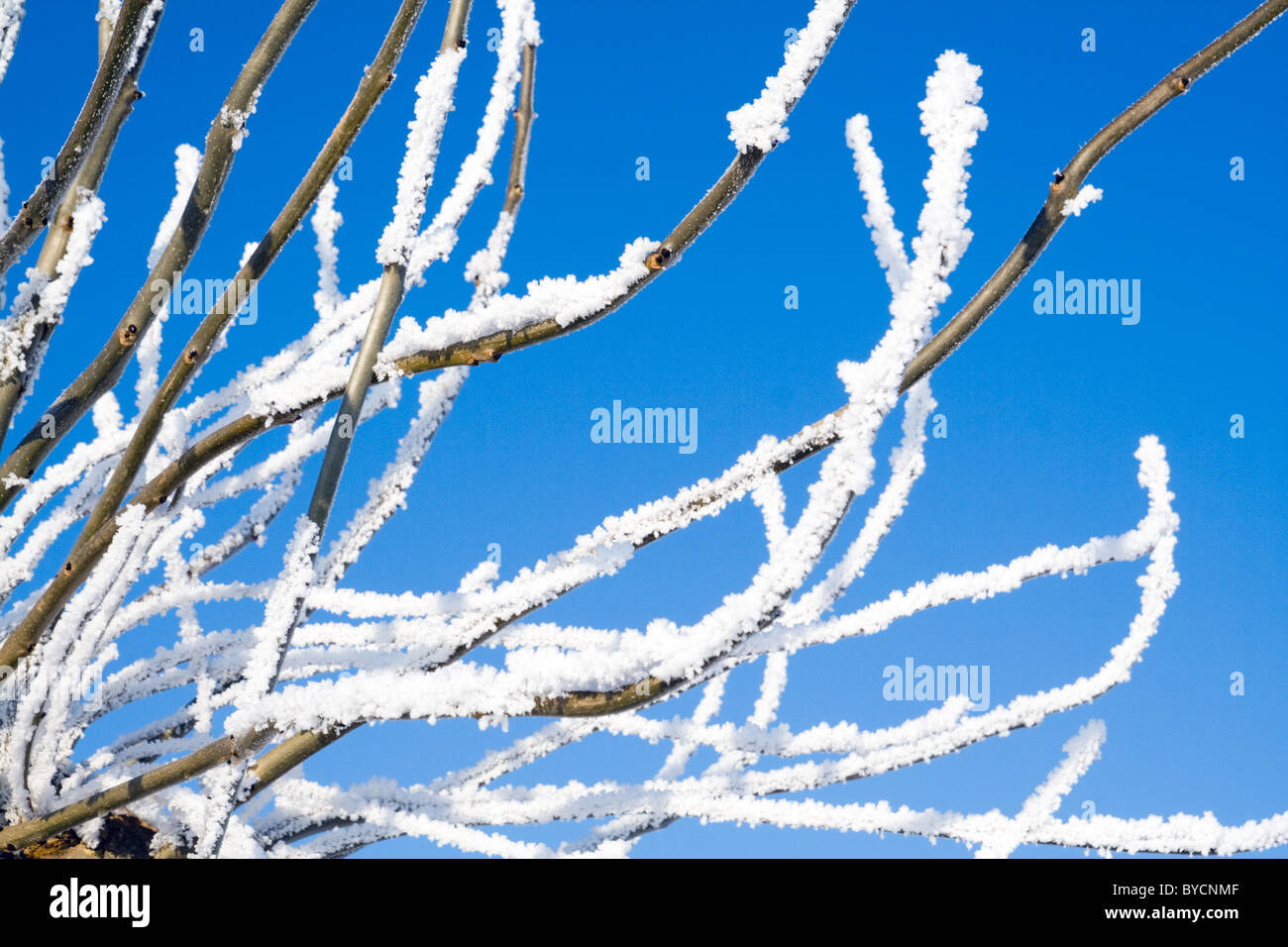 Snow covered branches on a clear blue sky Stock Photo