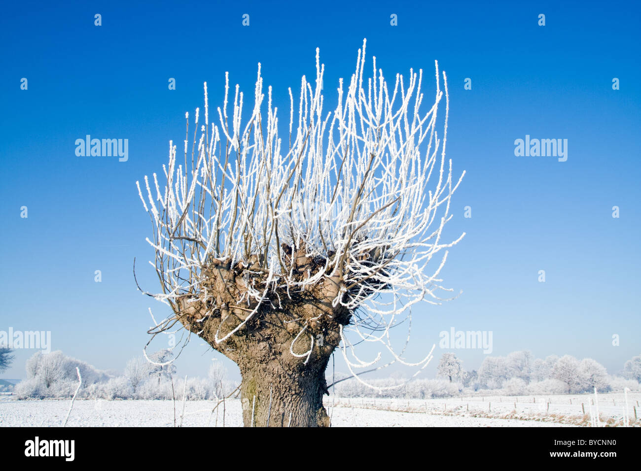 Snow covered tree in Winter Stock Photo