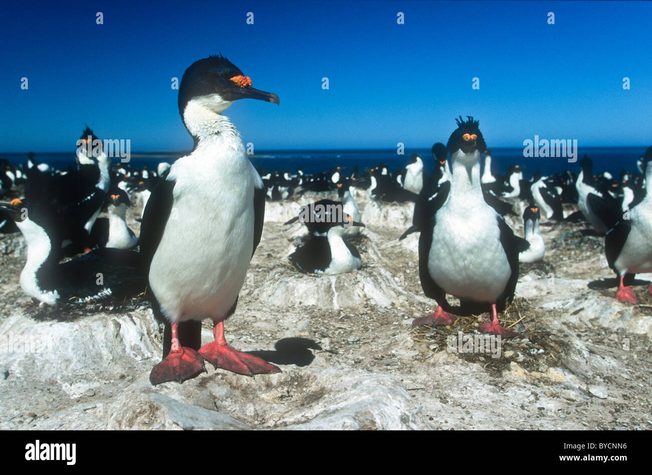 King cormorant colony, Phalacrocorax atriceps albiventer, Pebble Island, Falklands Stock Photo