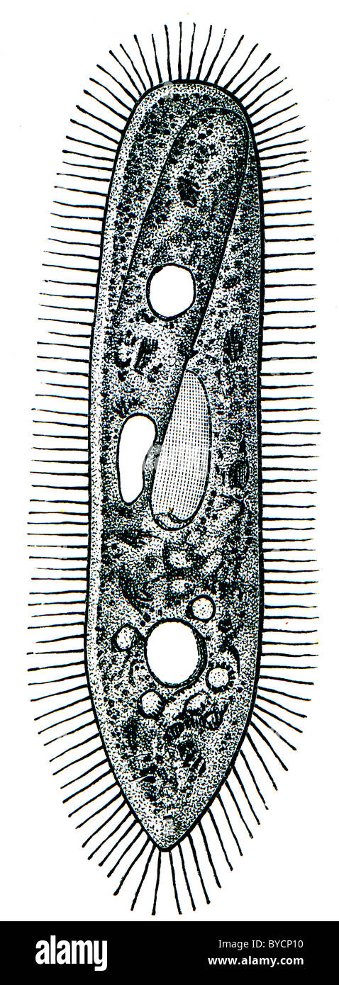 Paramecium - ciliary ciliate Stock Photo