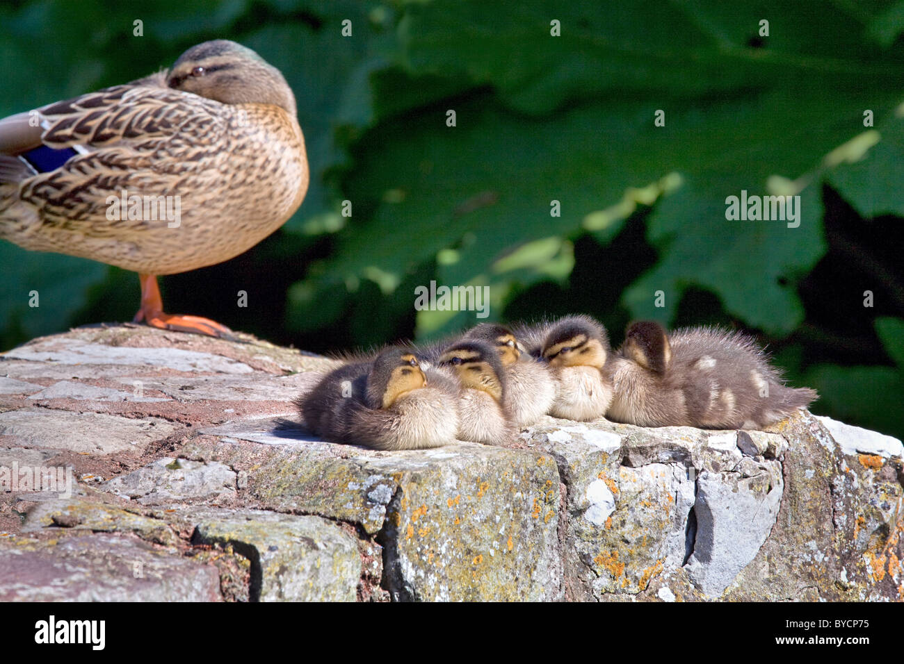 Female Mallard duck sleeping with half an eye on her napping ducklings