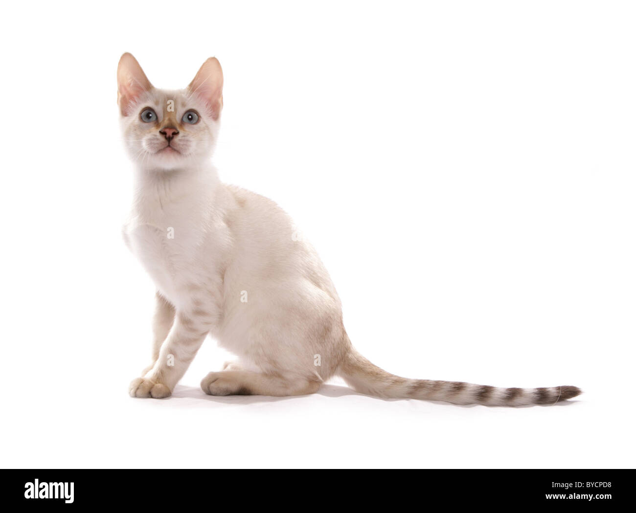 Blue eyed snow spotted bengal kitten sitting portrait studio Stock