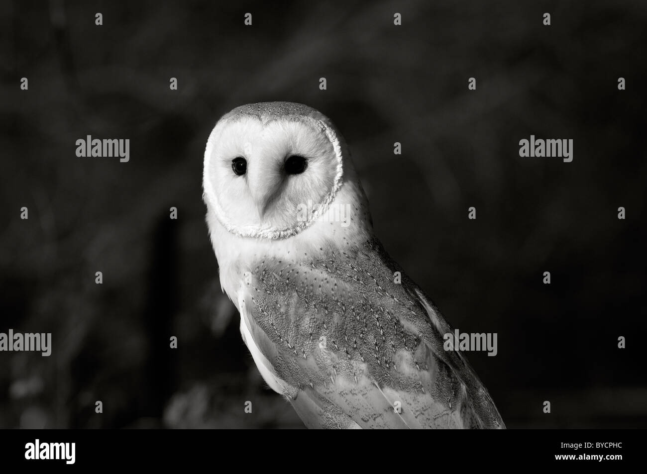 Barn owl in afternoon light, black and white Stock Photo - Alamy