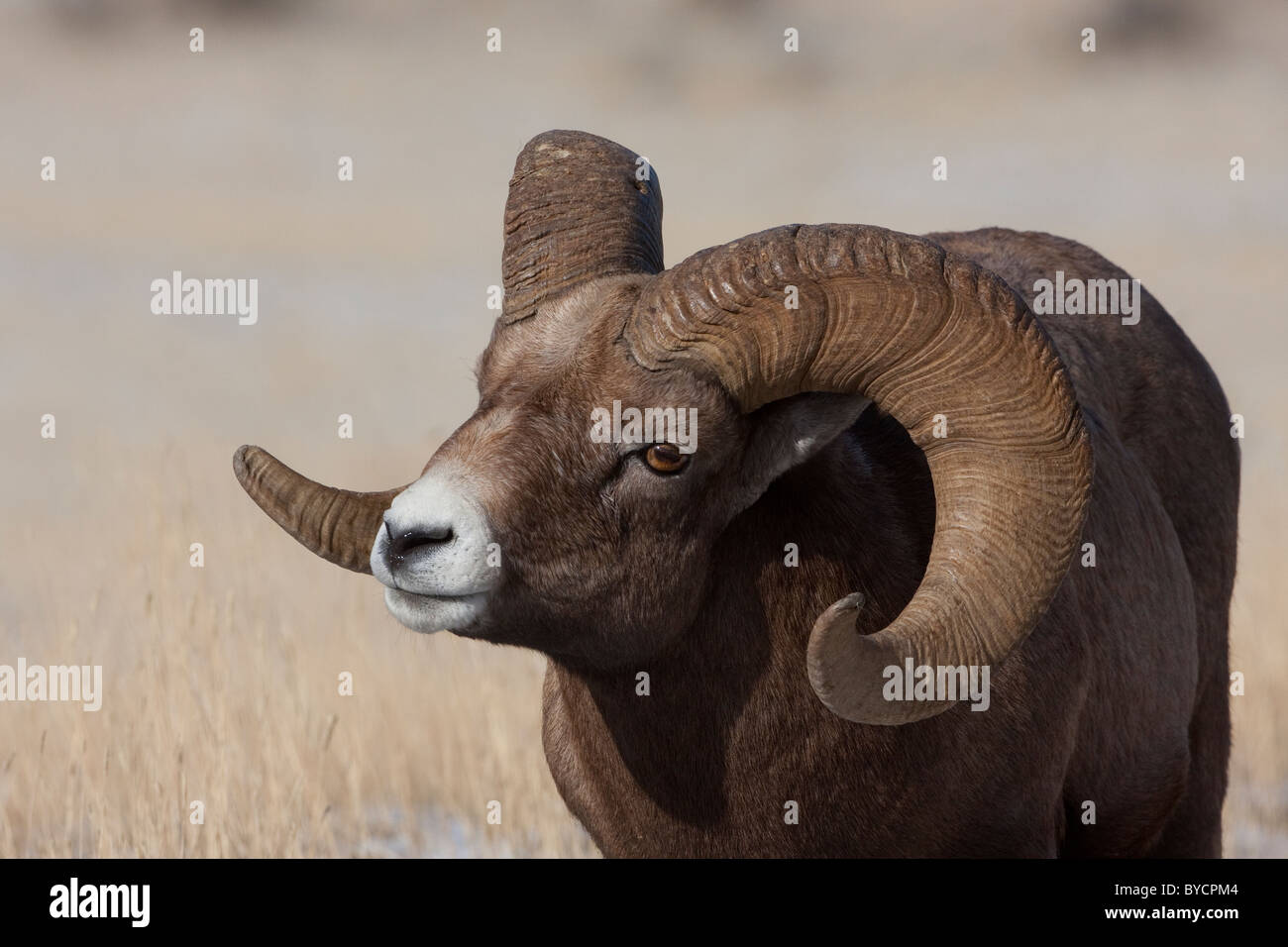 Bighorn sheep ram Stock Photo