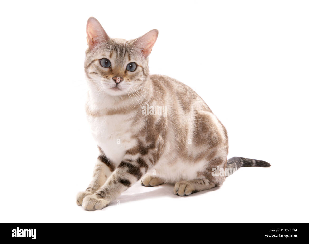blue eyed snow marbled bengal adult cat Sitting Portrait Studio Stock Photo