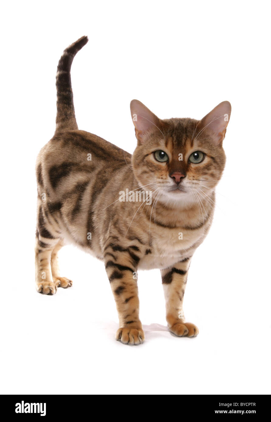 brown marbled bengal cat standing portrait Studio Stock Photo